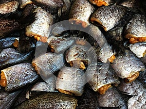 Dried Snakeskin gourami fish Dried snakeskin gourami