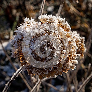 Dried snow-covered brown hydrangea flowers