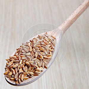 Dried spelt on a wooden spoon