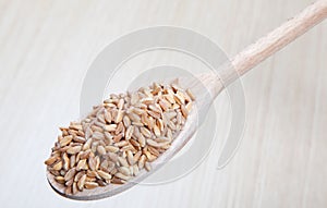 Dried spelt on a wooden spoon