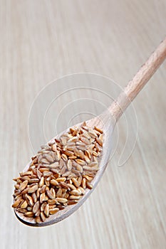 Dried spelt on a wooden spoon