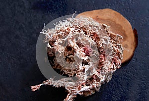 Dried sphagnum moss splashed with water on dark background