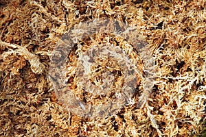 Dried sphagnum moss texture and background
