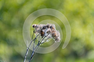 Dried spines of Arctium lappa, close-up photo