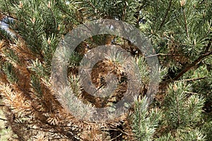 Dried spruce, close-up