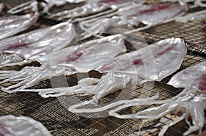 Dried squid