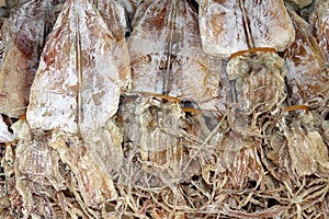 Dried squid