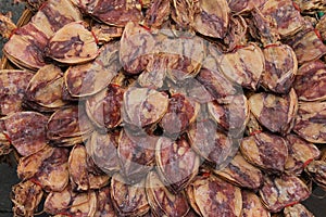 Dried squid