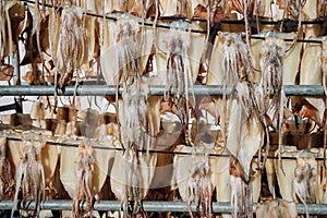 Dried squid hang on the line at Mukho port in Donghae, Korea