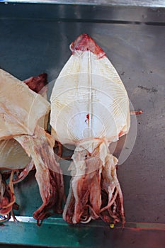 Dried squid