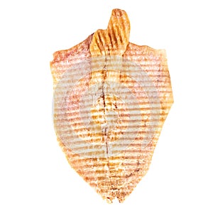 dried squid isolated on white background