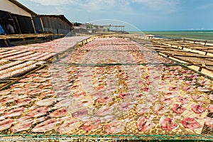 Dried Squid in Thailand.