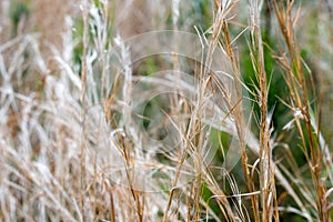 Dried Stalks of Grass in a Meadow