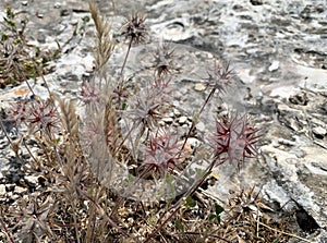 Dried star clover flowers lat.- Trifolium stellatum