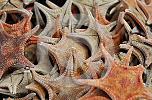 Dried Starfish