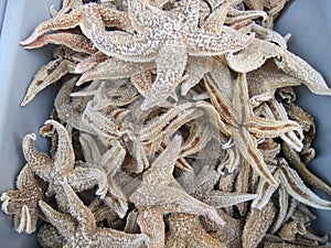 Dried starfish