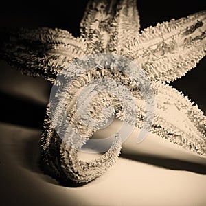Dried Starfish