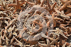 Dried starfish in a medicine shop.