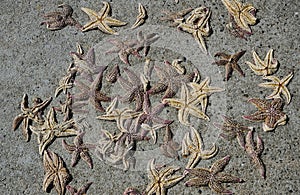 Dried starfish