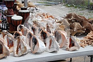 Dried starfish and shells