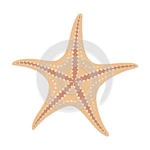 Dried starfish. Starfish flat icon. Sea animal cartoon style. Echinoderm. photo