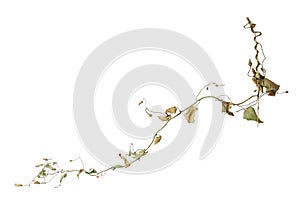 Dried stem of clambering plant with leaves and dried flowers on white background