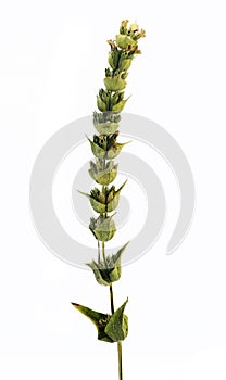 A dried stem of a mountain tea plant