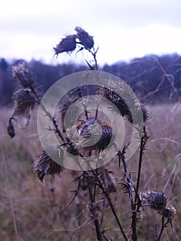 Dried stems and flower buds of thistle in a field