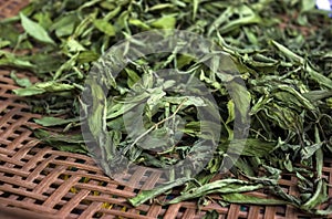 Dried Stevia rebaudiana Bertoni