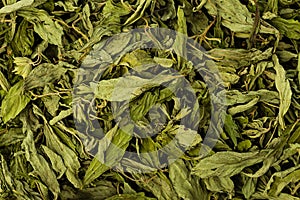 Dried Stevia Rebaudiana Bertoni photo