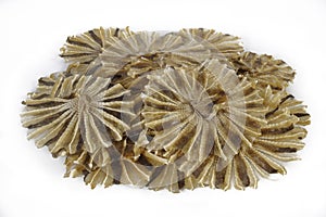 Dried stingray on white background
