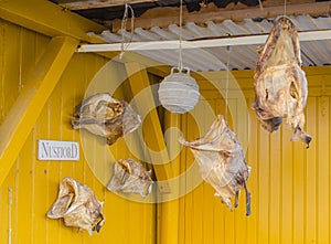 Dried stockfish in Nusfjord