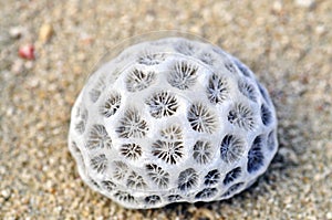Dried stony coral
