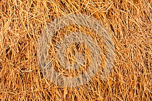 Dried straw background