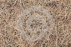 Dried straw over soil