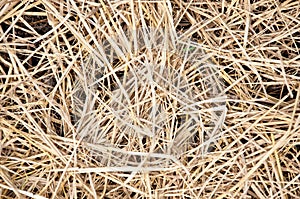 Dried straw over soil