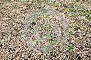 Dried straw over soil