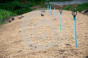 Dried straw over soil