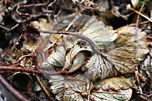 Dried strawberry leaves