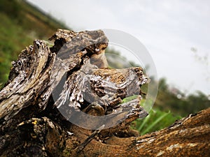 Dried stub with the cracked root