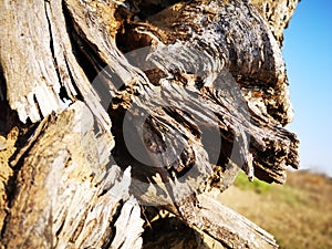 Dried stub with the cracked root