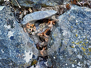 Dried Succulent Plant Growing in Lichen Covered Rocks