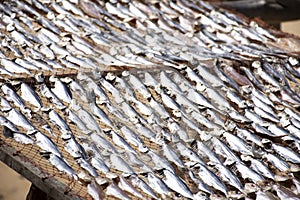 Dried sun fish for food preserves on wire sieve at outdoor of Boynton Beach and village in Narathiwat, Thailand