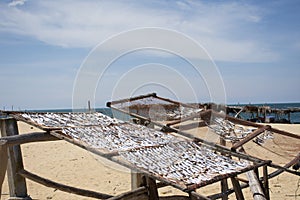 Dried sun fish for food preserves on wire sieve at outdoor of Boynton Beach and village in Narathiwat, Thailand