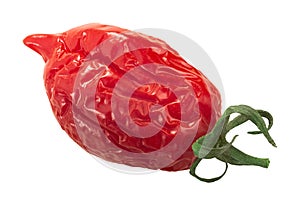 Dried or sundried Piennolo del Vesuvio  tomato isolated