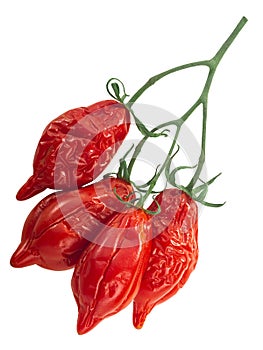 Dried or sundried Piennolo del Vesuvio vine  tomatoes isolated