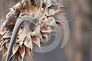 Dried sunflower in the autumn field. Macro photography with selective focus