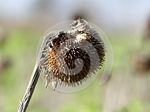 Dried sunflower on a blurred background in early spring