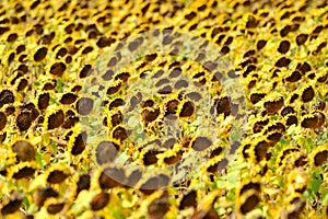 Dried sunflower field