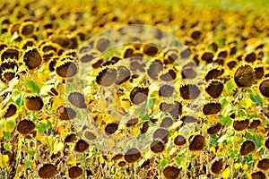 Dried sunflower field